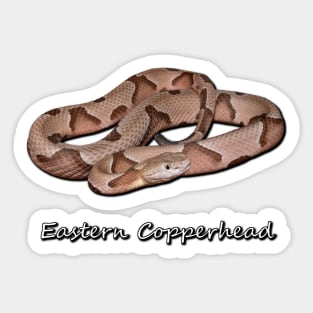 Eastern Copperhead Sticker